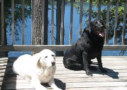 your pets are welcome in our waterfront pet friendly cottages